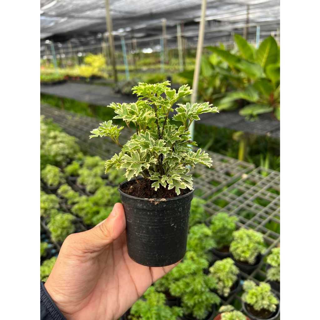 มุมมอง 2