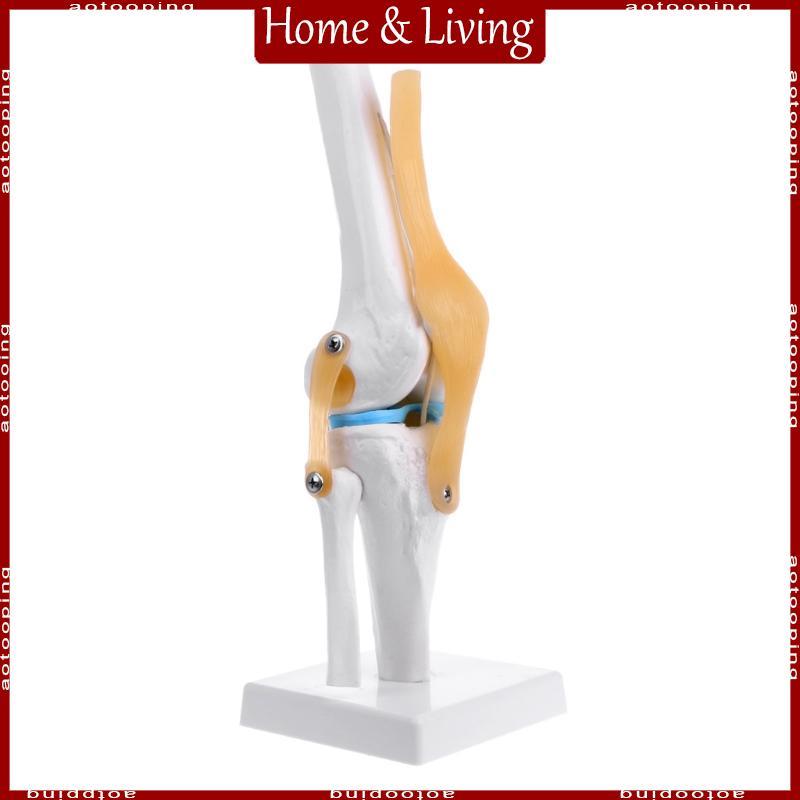 AOTO Human Anatomical Knee Joint ยืดหยุ่นโครงกระดูกรุ่น Medical Learning Aid Anatomy