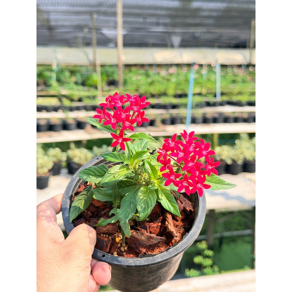 เข็มอินเดีย 6 นิ้ว (มีสีแดง ชมพู ม่วง) - Egyptian Star Cluster - มุมมองที่ 3