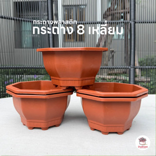 กระถาง 8 เหลี่ยม กระถางพลาสติก แคคตัส กระบองเพชร ไม้อวบน้ำ C…