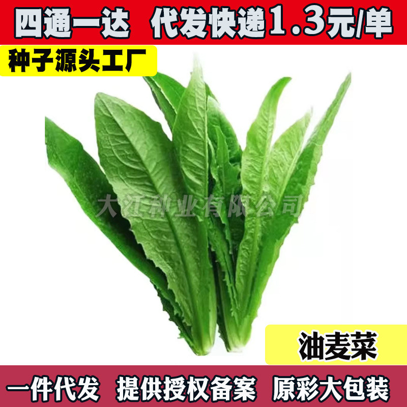 现货*香油麦菜籽种耐热麦菜种子阳台盆栽四季青菜种籽蔬菜种孑Sesame oil leaf mustard seeds, heat-resistant mustard seeds, for balcon