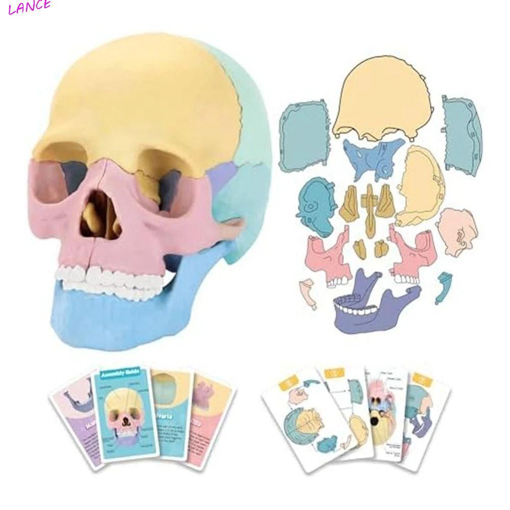 LANCE Skull รุ่น 1:2 4D Anatomy Skull รุ่น, ของเล่นที่ถอดออกได้ 8 สีทันตกรรม Human-Skull รุ่นการสอนช