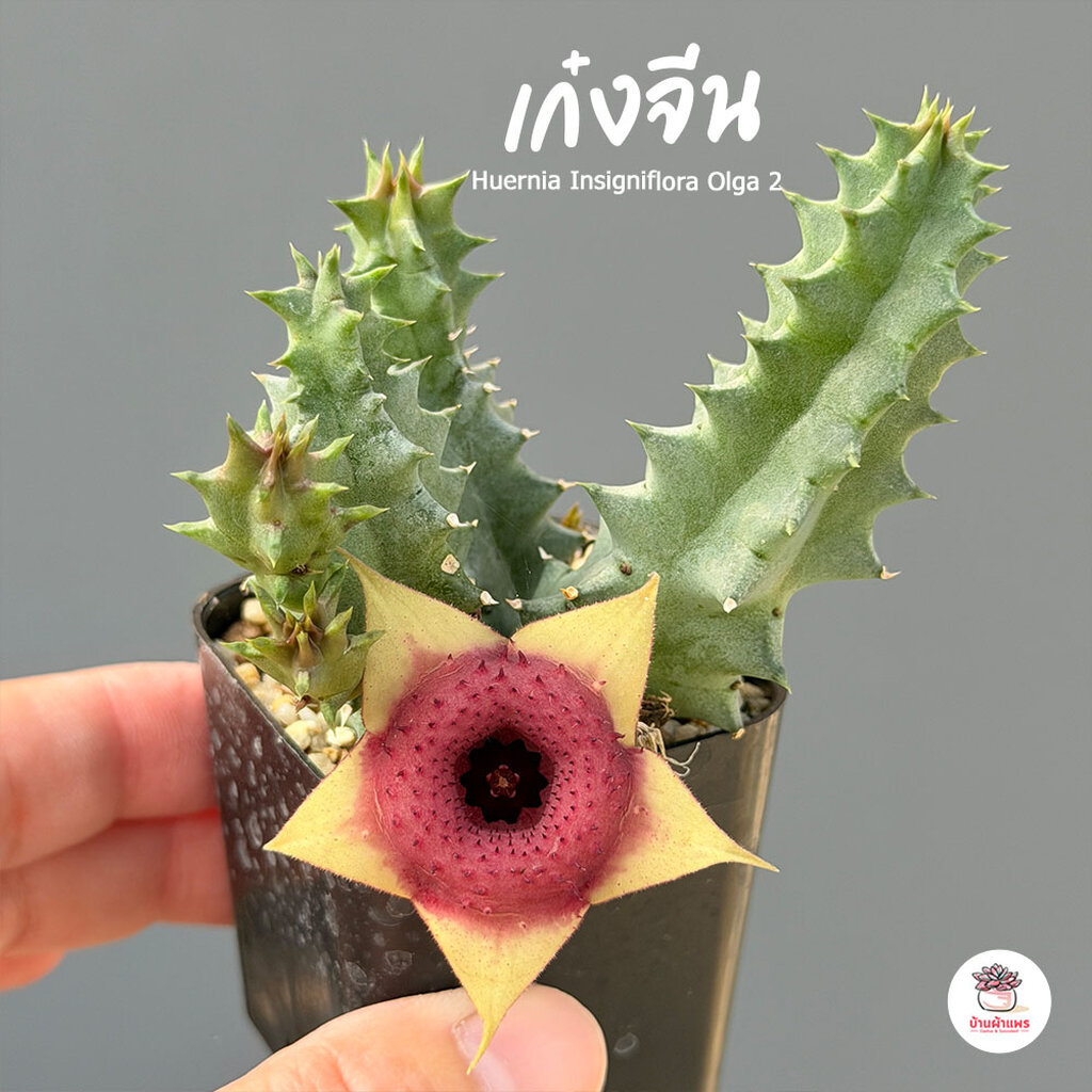 เก๋งจีน Huernia Insigniflora Olga 2 แคคตัส กระบองเพชร cactus&succulent