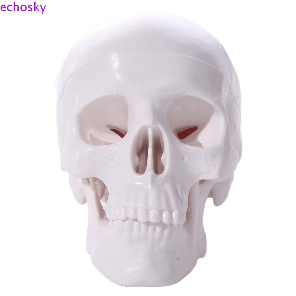 ECHOSKY Skull Model, โมเดลหัวมนุษย์แบบถอดได้สะดวก, 92x99x71mm Studying Mini Skull Cap Anatomical Hea
