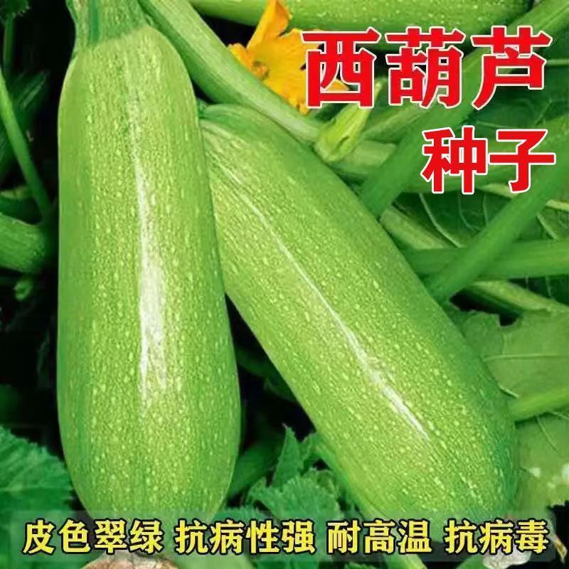 现货热卖早青一代杂交西葫芦种子 西葫占瓜菜茭瓜种子西葫瓜种子四季播种Early-maturing hybrid zucchini seeds, Xihu Zhan20260323