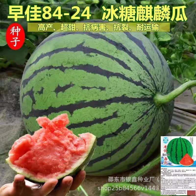 现货*早佳8424西瓜种美都早熟早佳麒麟海南甜王西瓜籽大田用种新品种Early-ripening 8424 watermelon seeds, Meidu early-maturing variety.20260323