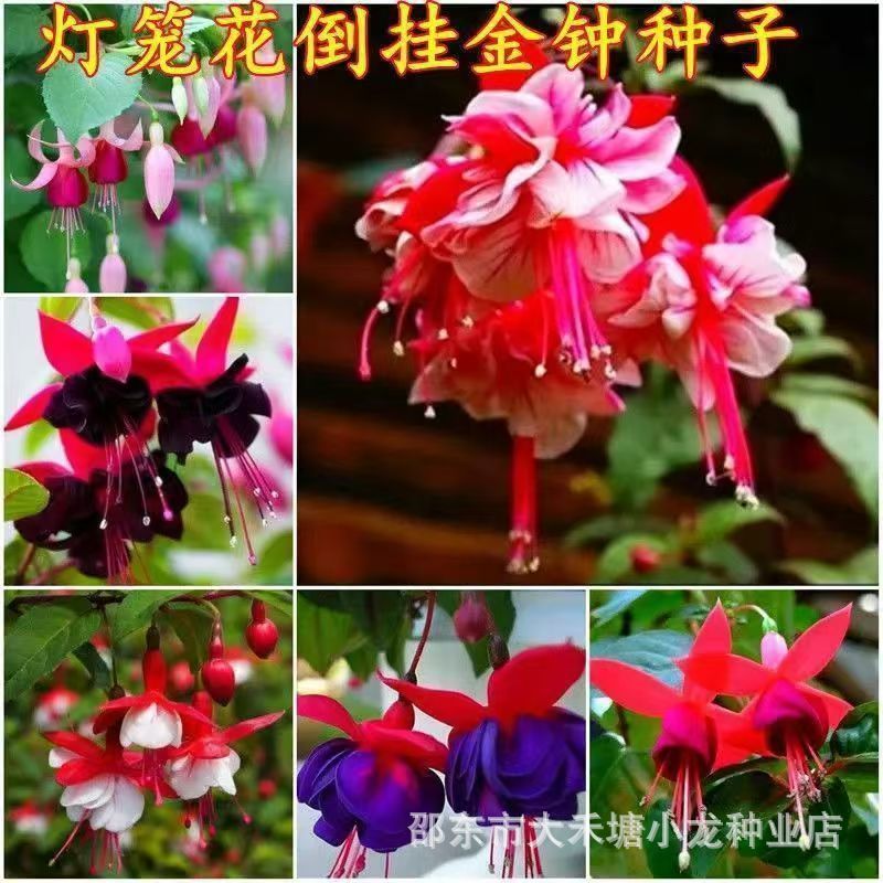 现货热卖倒挂金钟花种籽花卉大全灯笼花种子室内外盆栽吊兰重瓣灯笼花种子Inverted Golden Bell Flower Seed Flower Daquan Lantern Flower Seed