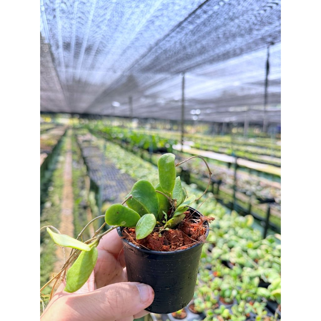 มุมมอง 2