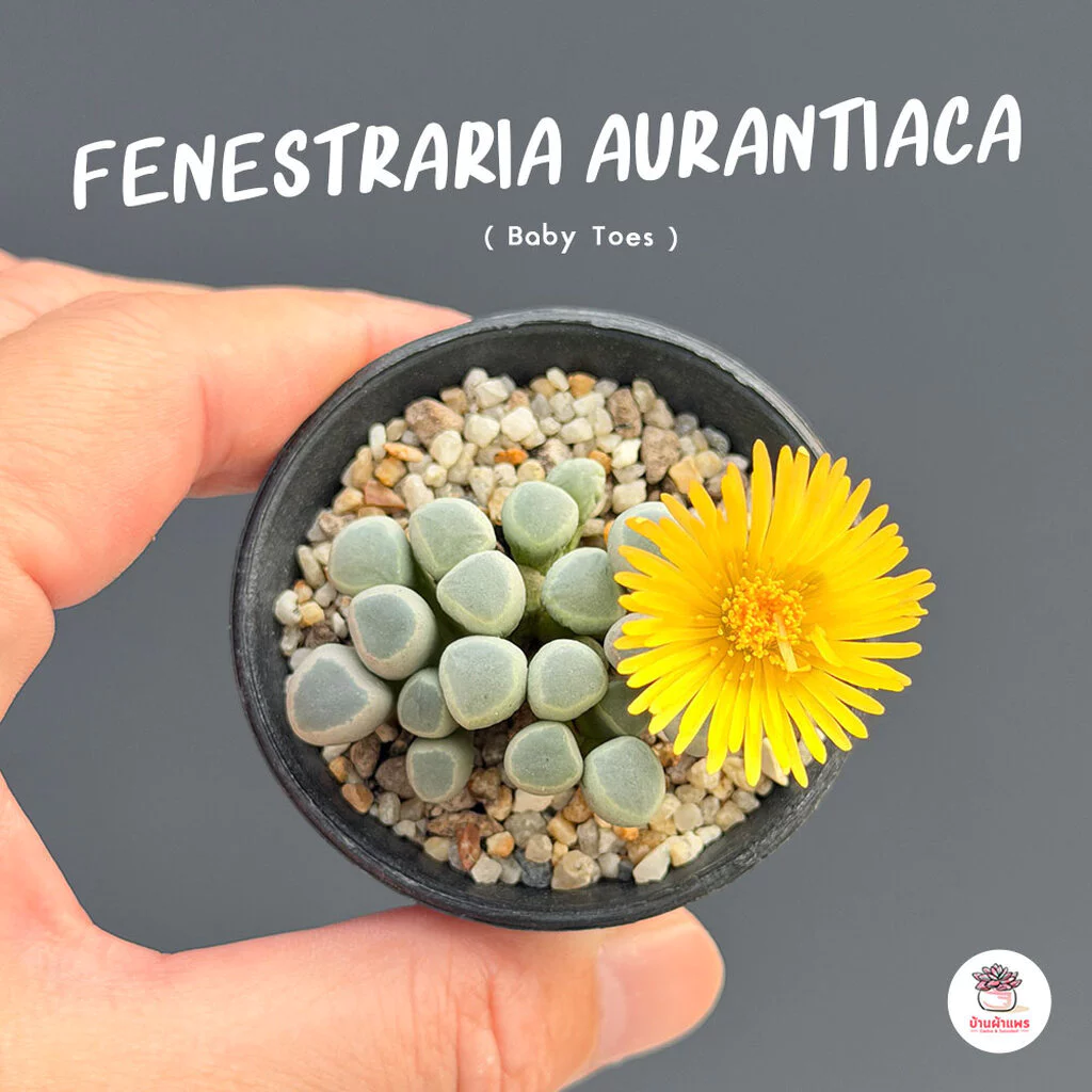 Fenestraria Aurantiaca ( Baby Toes ) ไม้อวบน้ำ กุหลาบหิน Cactus&Succulent หลากหลายสายพันธุ์