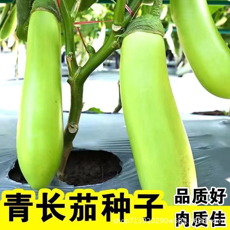 现货热卖绿长茄茄子种子绿冠青线茄子种籽春季秋季四季盆栽蔬菜苗幼苗孑green long eggplant eggplant seed green crown green line eggplant s