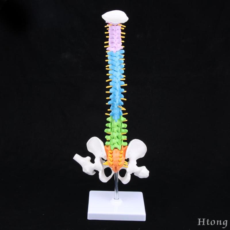 [Htong] คอลัมน์กระดูกสันหลังของมนุษย์พร้อมการตกแต่งห้องปฏิบัติการกายวิภาครุ่น Pelvis