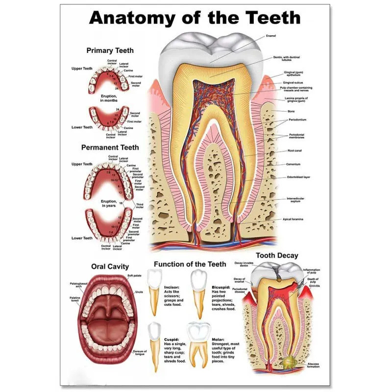 ฟันทันตแพทย์ Anatomy ผ้าใบ Wall Art ทันตกรรมคลินิกตกแต่งโปสเตอร์สําหรับตกแต่งห้อง