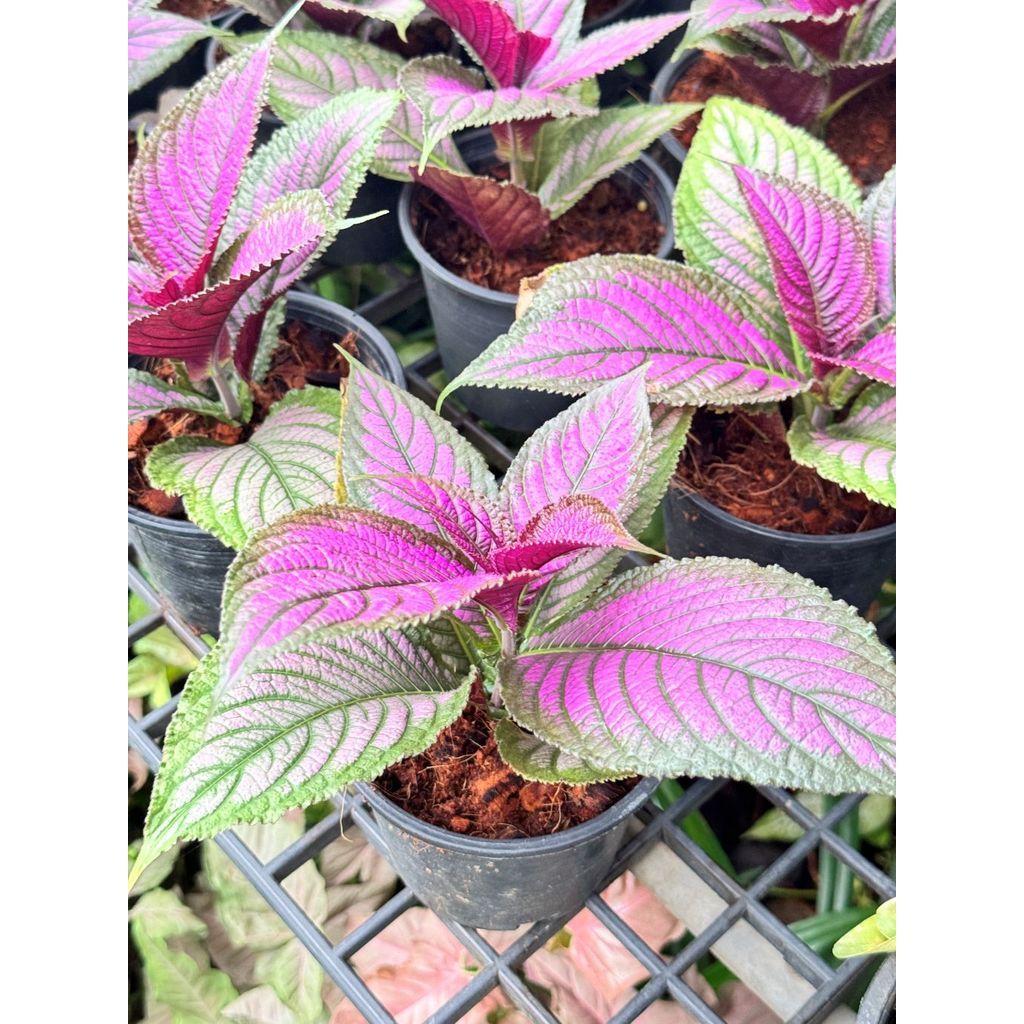 มุมมอง 2