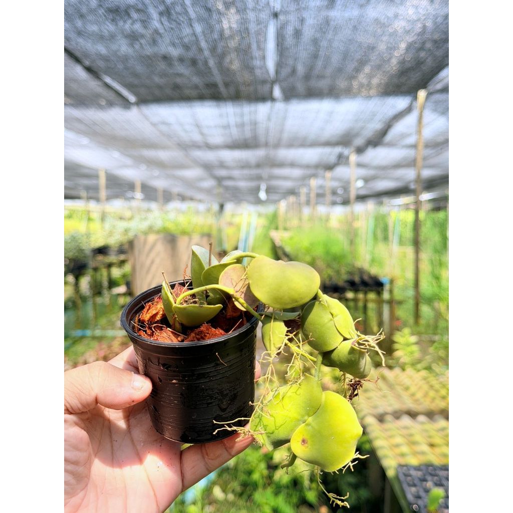 มุมมอง 4