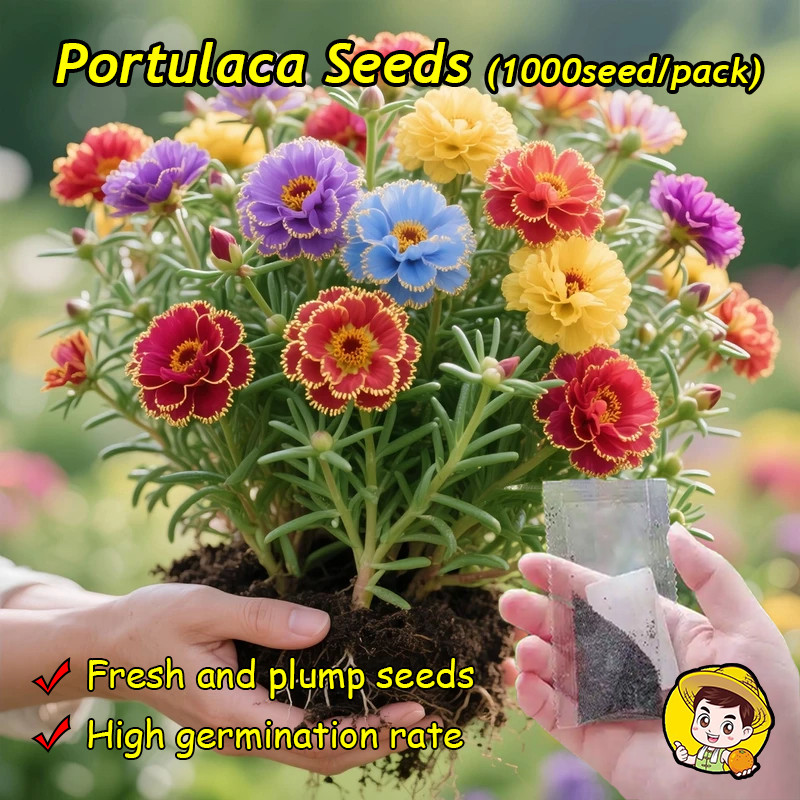 1000เมล็ด Mixed Portulaca Seed ของแท้ 100% เมล็ดดอกไม้ ต้นไม้มงคล ต้นไม้ฟอกอากาศ พันธุ์ดอกไม้ ปลูกดอกไม้สวยๆ ต้นไม้ประดั