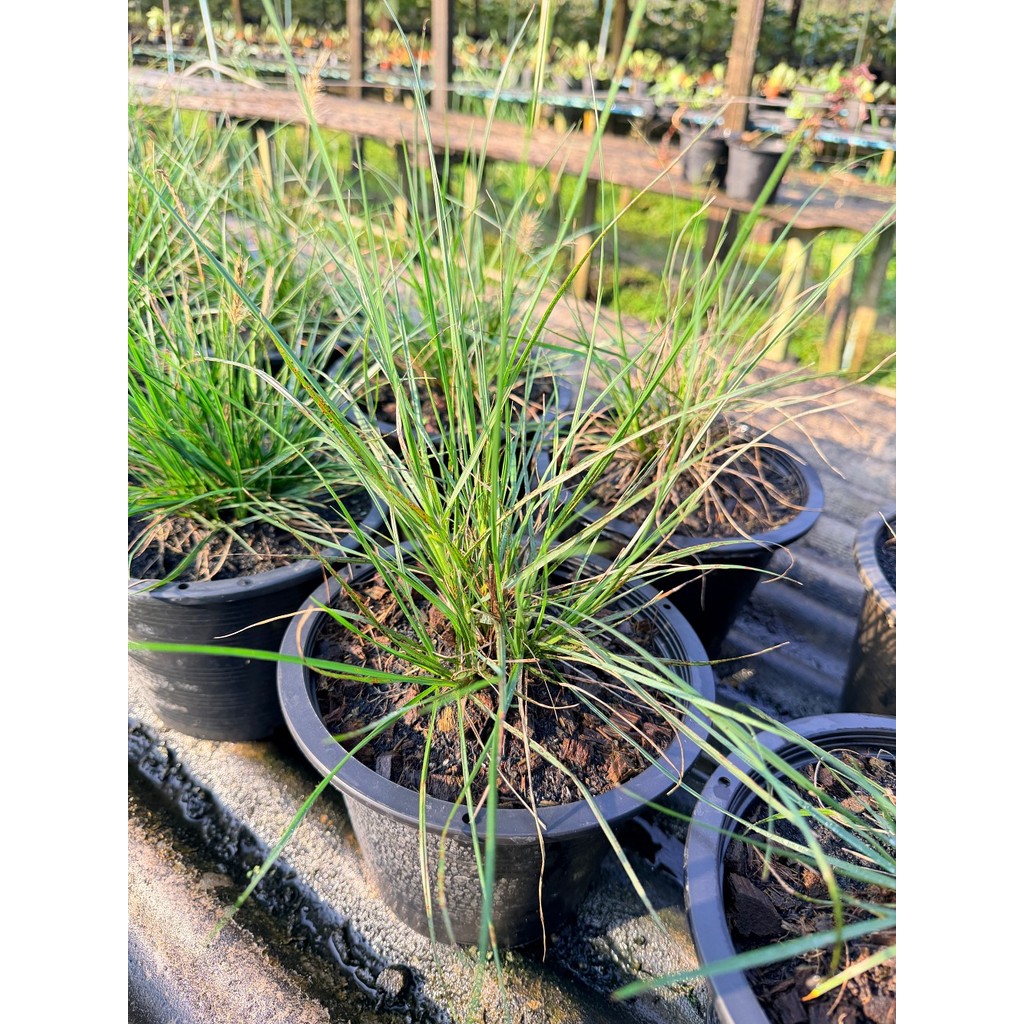 หญ้าน้ำพุแคระ 8 นิ้ว - Dwarf Fountain Grass - มุมมองที่ 2