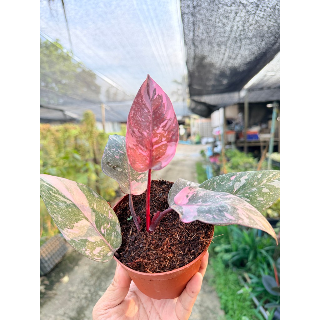 ฟิโลเดนดรอน พิงค์ปริ้นเซส กาแล็กซี่ (Philodendron Pink Princess Galaxy) กระถาง 4 นิ้ว - มุมมองที่ 5