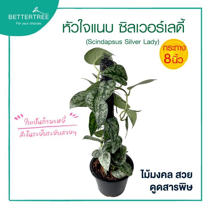 หัวใจแนบซิลเวอร์เลดี้ (กระถางขนาด 8 นิ้ว)  (Scindapsus Silver Lady) | สูงประมาณ 45 ซม.