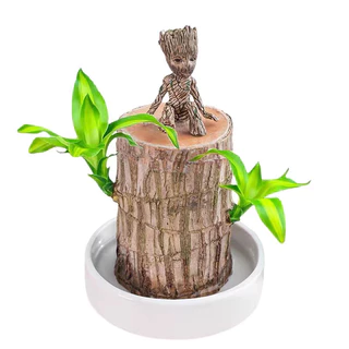 🌳ต้นไม้บราซิล ไฮโดรโปนิกส์ ไม้มงคลฮวงจุ้ย เสริมโชคลาภ เรียกทรัพย์ ปลูกง่าย ตกแต่งบ้าน/โต๊ะทำงาน พร้อมส่งจากกรุงเทพ