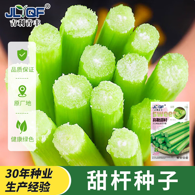 ข้าวฟ่างหวาน Stalk Seed Sweet Stalk Seed Sweet Stalk Seed Sweet stalk Seed ข้าวฟ่างหวาน Stalk Seed เ