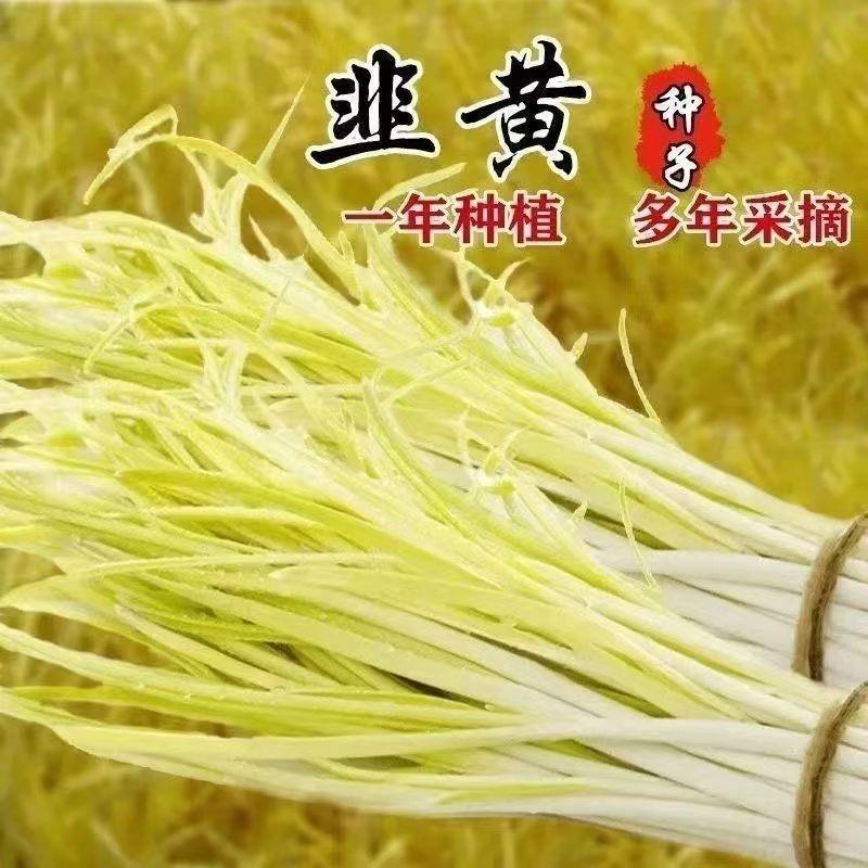 Leek เมล็ดสีเหลืองสีแดง Root Leek Big Leaf Leek เมล็ดสีเหลืองต้นหอมฤดูใบไม้ร่วงฤดูหนาวเมล็ดระเบียง F