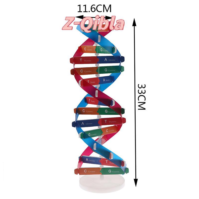 [Z-Qibla-t] Human Genes DNA รุ่น Double Helix ของเล่นวิทยาศาสตร์การสอนการเรียนรู้การศึกษาของเล่น