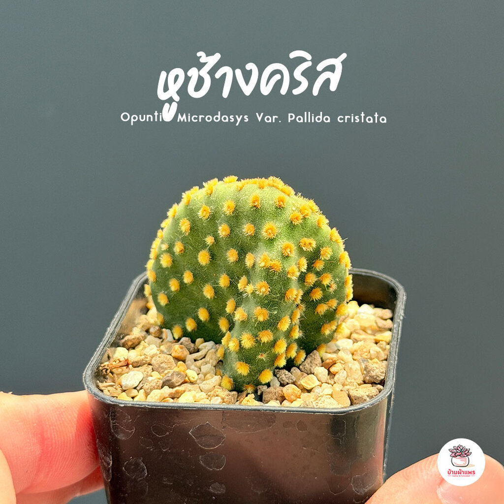 หูช้างคริส Opuntia Microdasys Var. Pallida cristata ไม้อวบน้ำ กุหลาบหิน cactus&succulent
