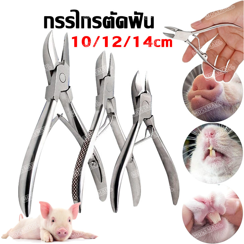 กรรไกรตัดฟันหมู กรรไกรตัดเขี้ยวหมู คีมตัดฟันหมู  สแตนเลส คีมตัดเขี้ยว ขนาด 10ซม./12ซม./14ซม. อุปกรณ์ฟาร์ม