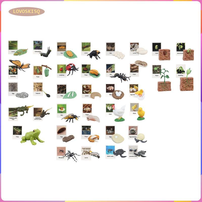 [lovoski5q] Life Cycle Toy Early EducationRealistic Growth Stage Model Animal Growth Cycle Figures f