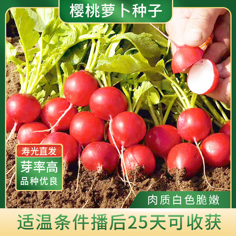 现货热卖樱桃萝卜种籽种子小萝卜菜种籽甜脆水果水萝卜四季阳台农家蔬菜孑Cherry radish seeds, small radish vegetable seeds, sweet.20260326