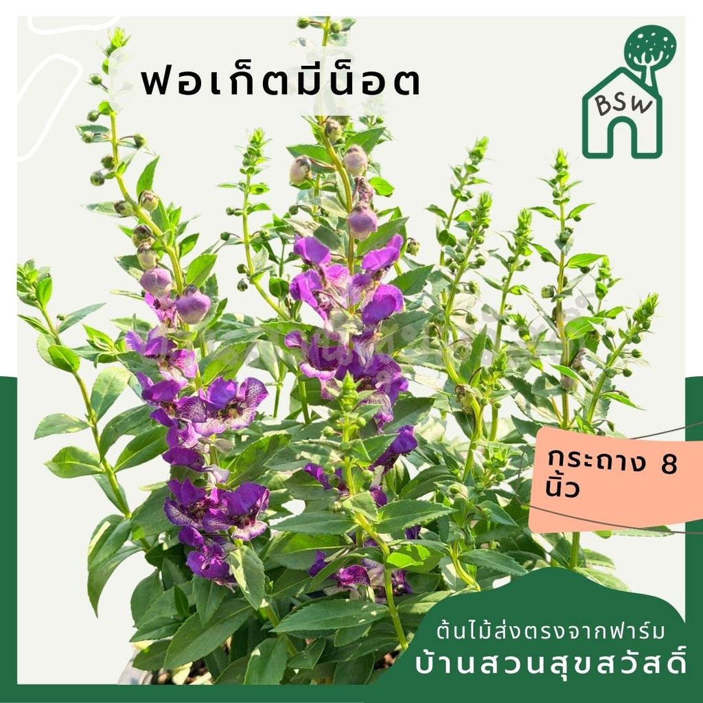 มุมมอง 9