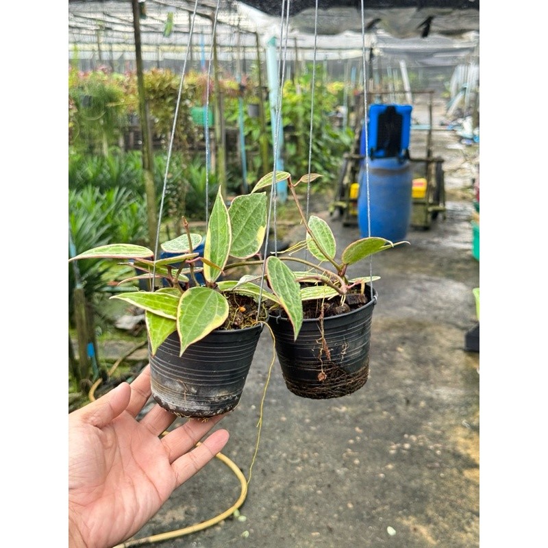 มุมมอง 3