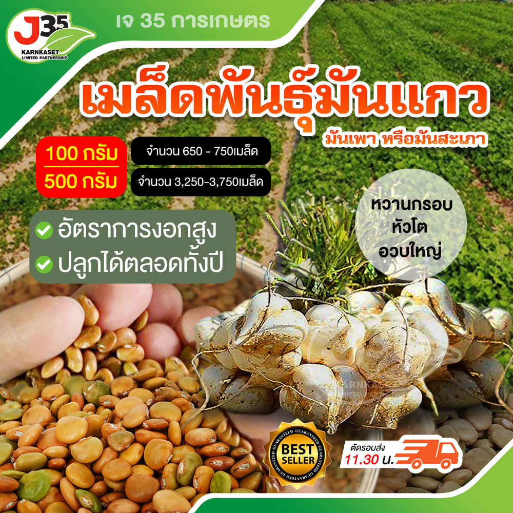 (100,500กรัม) เมล็ดพันธ์ุมันแกว หรือ มันเพา มันสะเภา มันแถว มันแถวตะเภา เนื้อสีขาว เนื้อแน่น หวานฉ่ำ