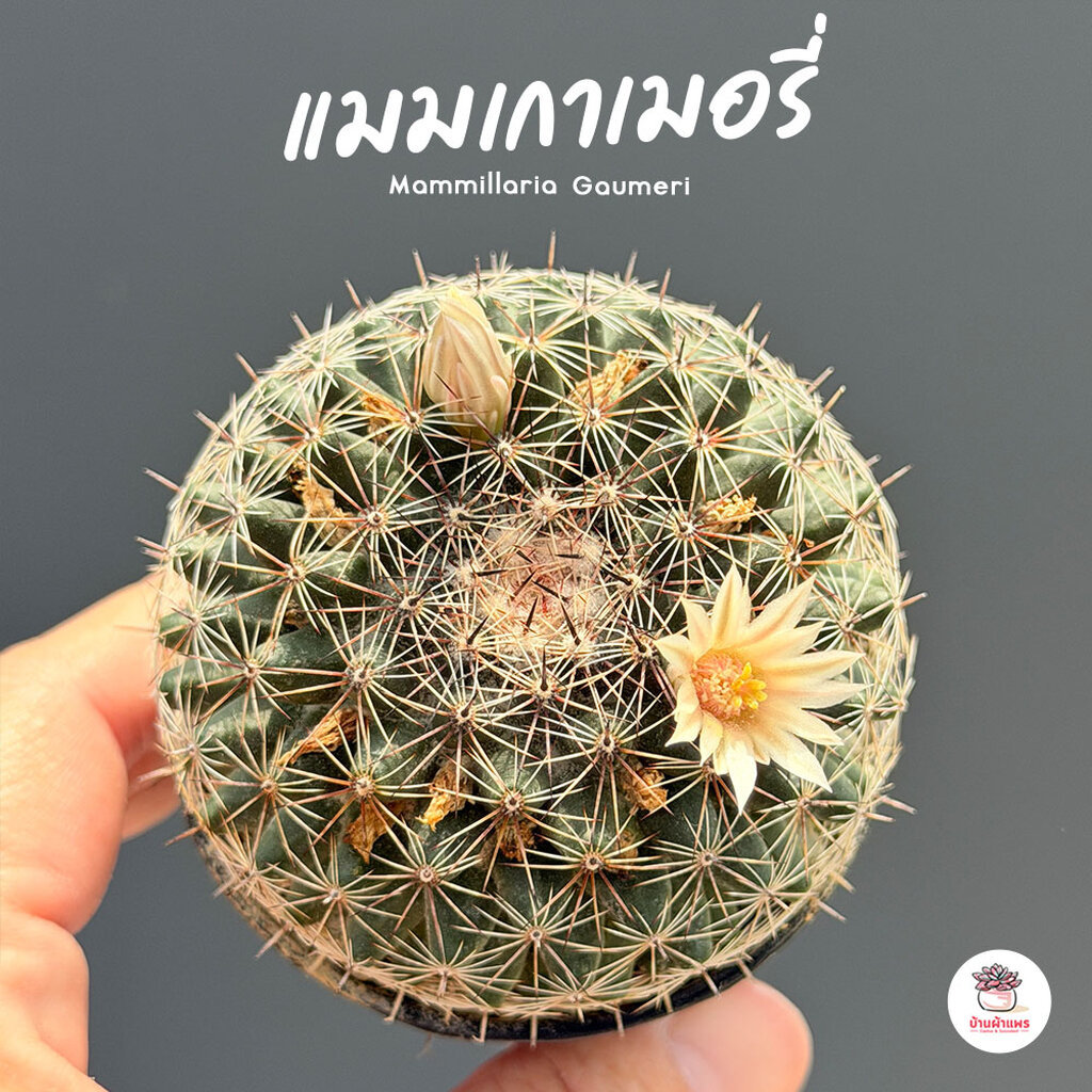 แมมเกาเมอรี่ Mammillaria Gaumeri แคคตัส กระบองเพชร cactus&succulent