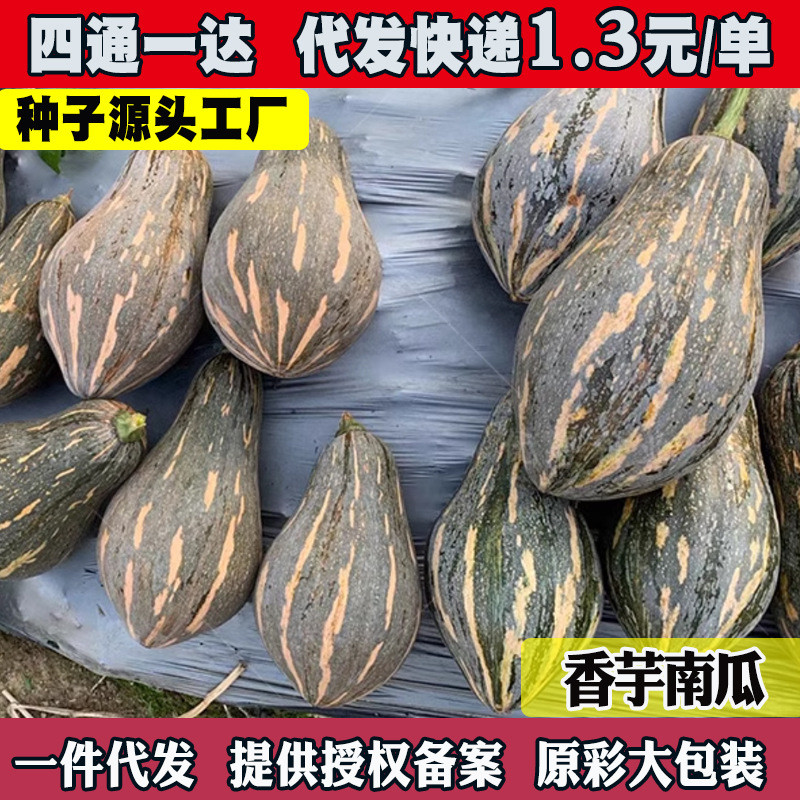 现货*广东香芋南瓜种籽甜粉糯南瓜种孑浓香芋味南瓜种春秋蔬菜种子Guangdong taro-flavored pumpkin seeds, sweet, powdery, and glutinous 