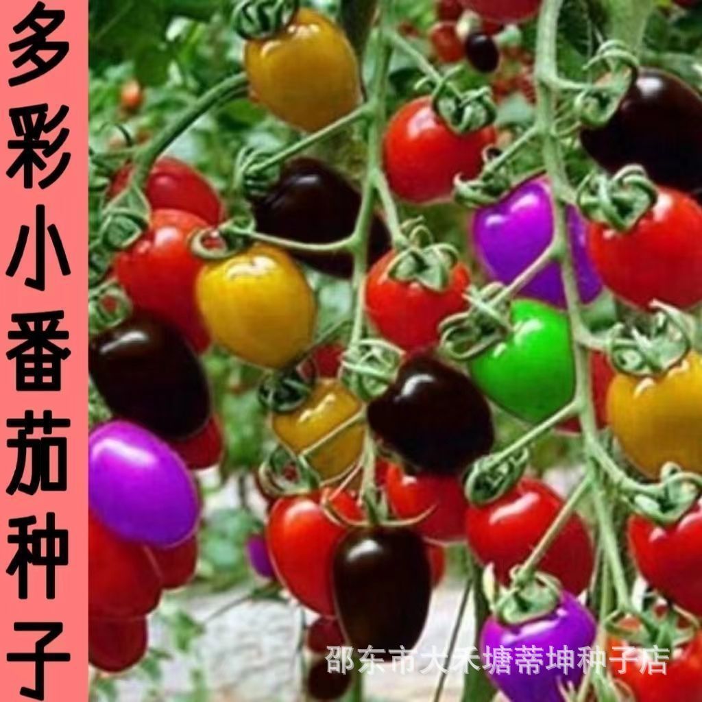 现货热卖五彩番茄种子西红柿种籽多彩圣女果小番茄籽庭院盆栽水果番茄种孑Five-color tomato seeds, tomato seeds, colorful cherry tomatoes202