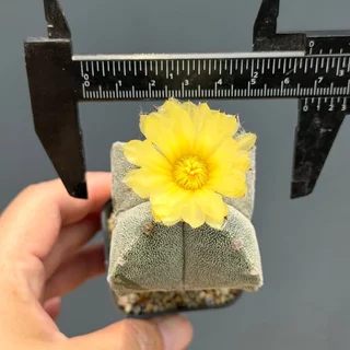แอสโตรไฟตัม Astrophytum แคคตัส กระบองเพชร cactus&succulent