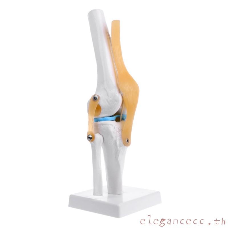 ELEGAN Human Anatomical Knee Joint ยืดหยุ่นโครงกระดูกรุ่น Medical Learning Aid Anatomy