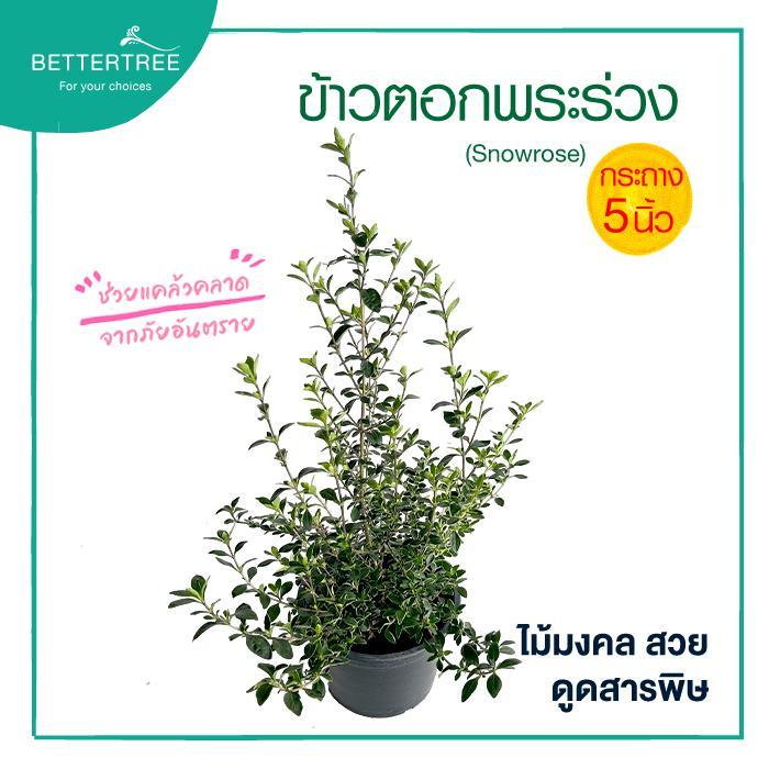 ข้าวตอกพระร่วง กระถางขนาด 5 นิ้ว  (Snowrose) ไม้งมงคล ไม้แดด