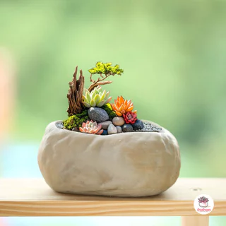 กระถางดินเผาลายก้อนหินธรรมชาติ แคคตัส กระบองเพชร ไม้อวบน้ำ Cactus&Succulent