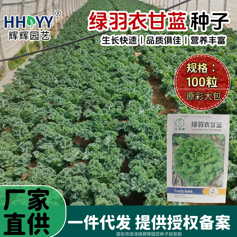 现货热卖绿羽衣甘蓝种子皱叶菜种籽叶菜种子观赏食用绿色蔬菜种籽现货Green kale seeds, curly-leaf vegetable seeds, leafy vegetable seeds2