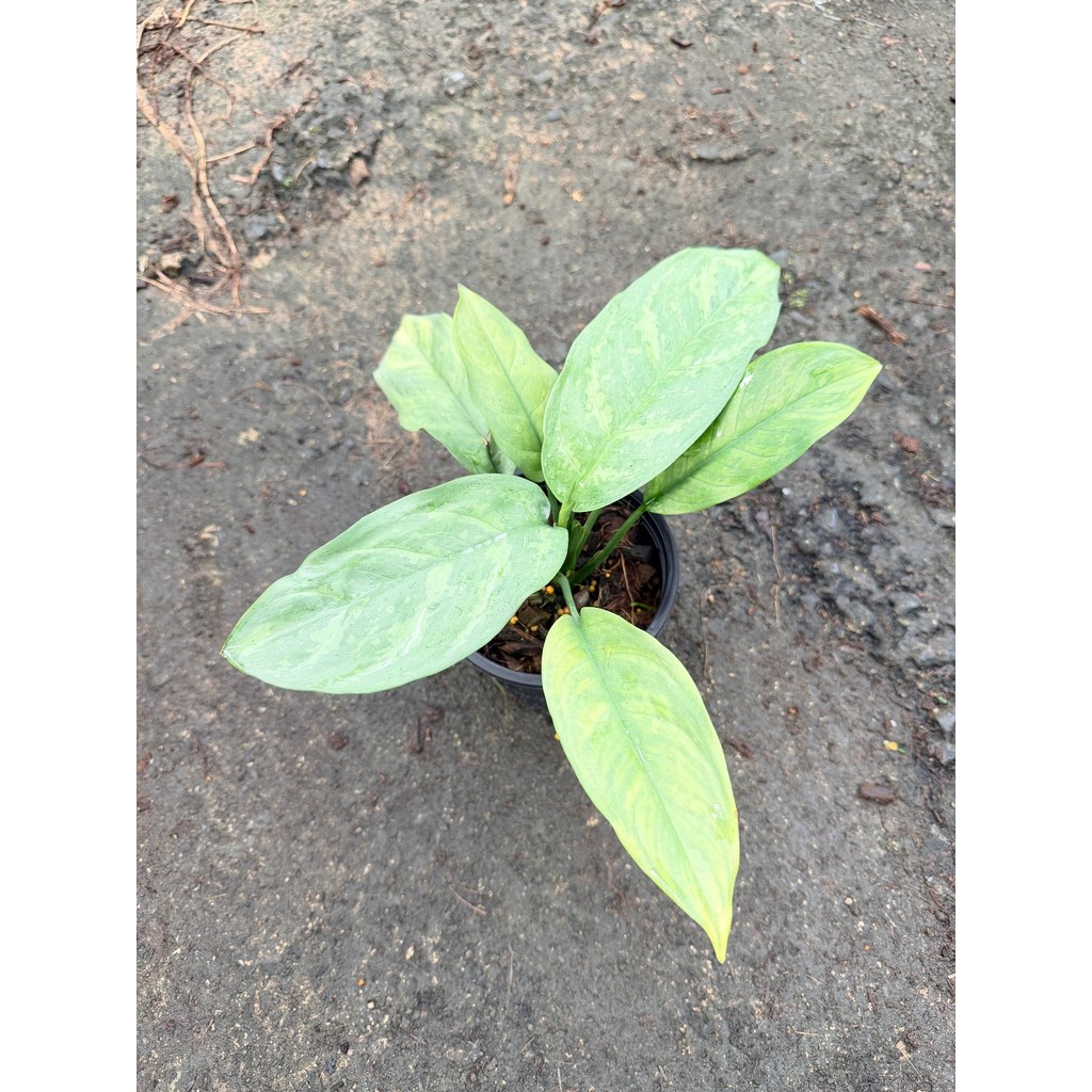 เงินเต็มบ้าน 6 นิ้ว - Dieffenbachia - มุมมองที่ 3