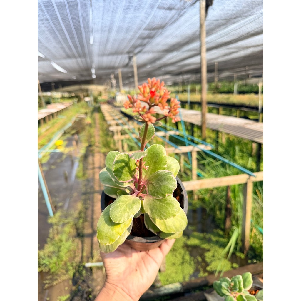 กุหลาบหิน 6 นิ้ว - Echeveria / Succulent - มุมมองที่ 3