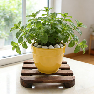 ฐานไม้วางของ พาเลทไม้ผสม แผ่นหนา แข็งแรงทนทาน ที่วางกระถางต้…