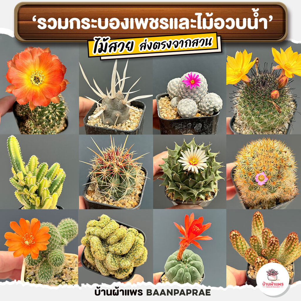 รวมกระบองเพชรและไม้อวบน้ำ #2 หลากหลายสายพันธุ์ ส่งทั้งกระถาง cactus&succulent