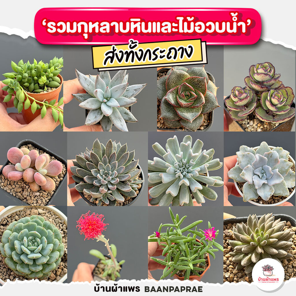 รวมกุหลาบหินและไม้อวบน้ำ หลายสายพันธุ์ ส่งทั้งกระถาง cactus&succulent