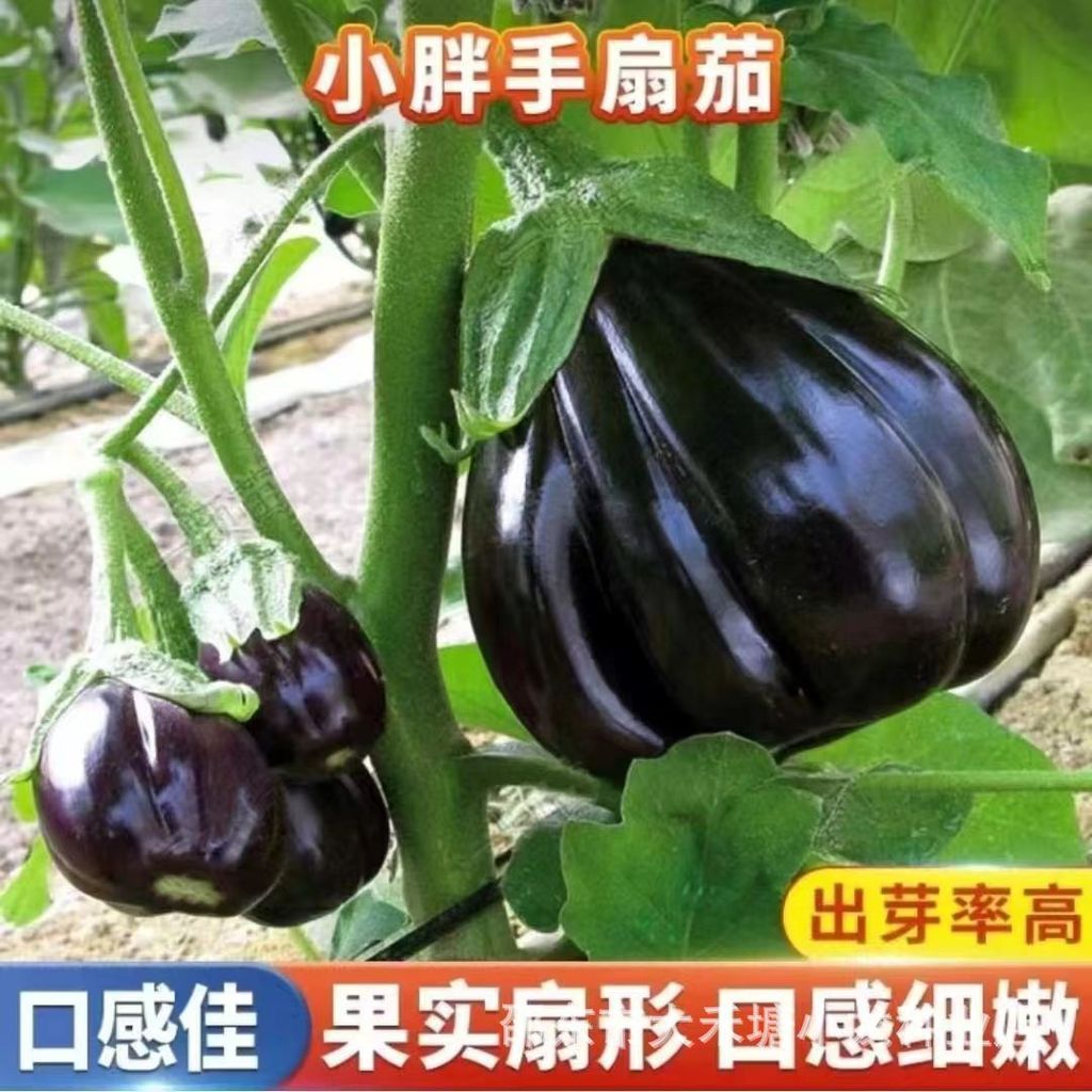 现货热卖小胖手扇茄种子高产扇茄小茄子种籽四季扇形茄种子阳台盆栽扇茄子Small, chubby hands fan eggplant seeds for high yield—fan eggplant