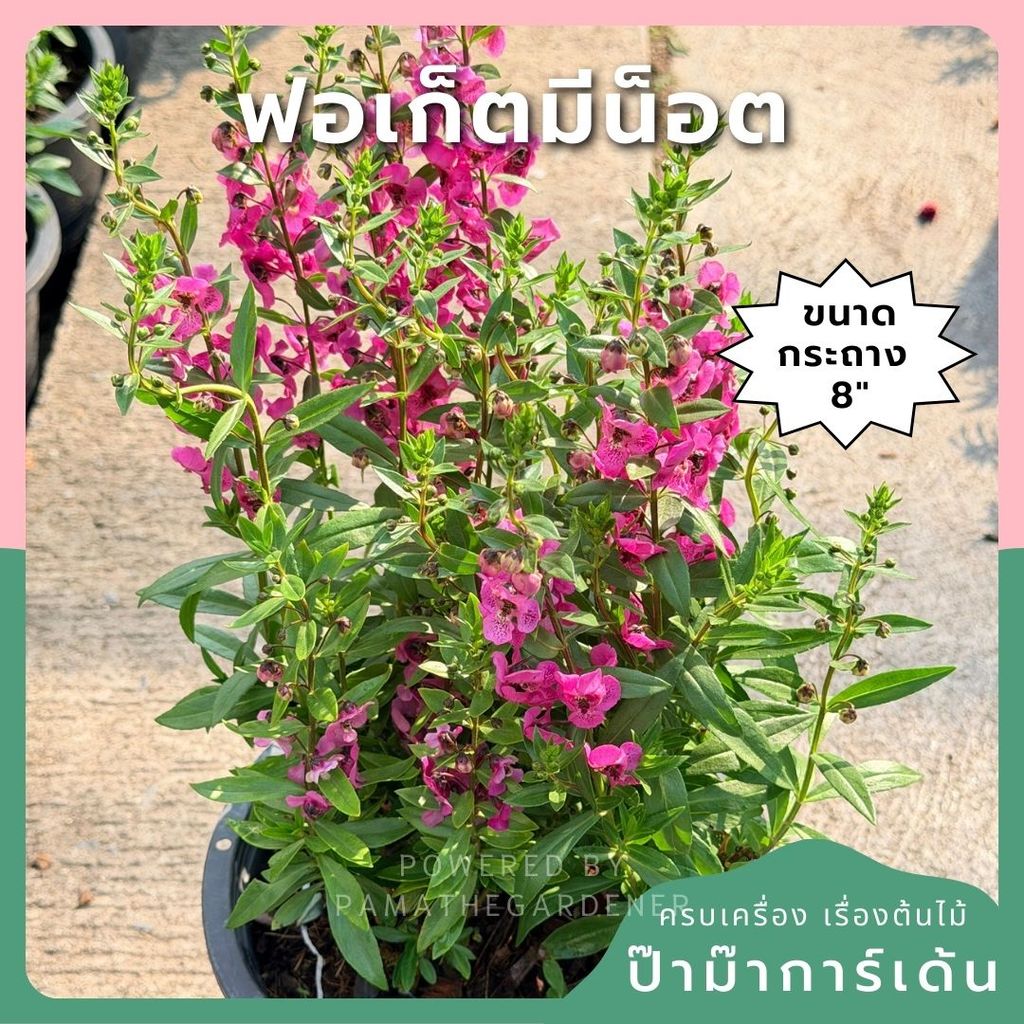 ฟอเก็ตมีน็อต 8 นิ้ว – Forget Me Not