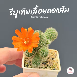รีบูเทียเลื้อยดอกส้ม Rebutia Pulvinosa แคคตัส กระบองเพชร cactus&succulent