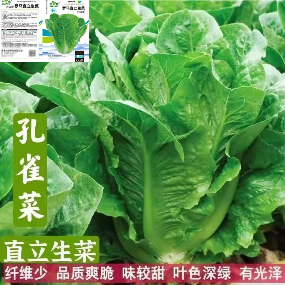 现货热卖孔雀菜种子四季罗马直立生菜沙拉菜籽秋冬季蔬菜种子Peacock lettuce seeds, four-season Roman upright lettuce salad.20260322